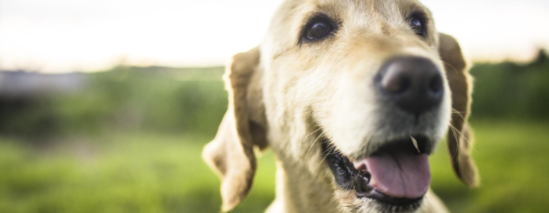 a dog with its mouth open